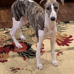 Whippet Puppies from Wyndham Whippets