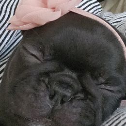 French Bulldogs from Edna's Homegrown Frenchies