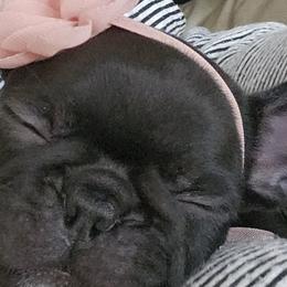 French Bulldogs from Edna's Homegrown Frenchies