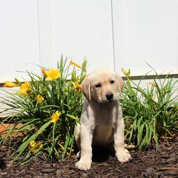 Labrador Retriever Puppies from Lacey Adkins