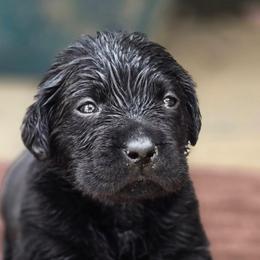 Girl 2 - Black female Labrador Retriever puppy in Napavine, Washington from StormyDaze Labradors & Beagles