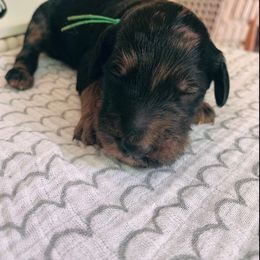 Goldendoodle Puppies from Lady Doodle Farm