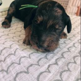 Goldendoodle Puppies from Lady Doodle Farm