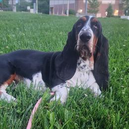 Galadriel - Basset Hound