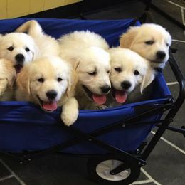 Golden Retrievers from Aurelia Retrievers