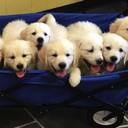Golden Retrievers from Aurelia Retrievers