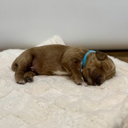 Rudolph - Red  male Goldendoodle puppy in Kenansville, North Carolina from J+A Family Doodles