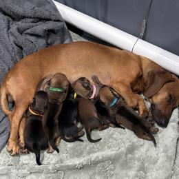 Dachshund puppies from Lolley Dachshunds