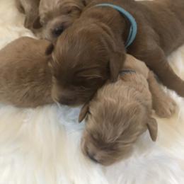 Australian Labradoodle Puppies from Forever Friends Labradoodles