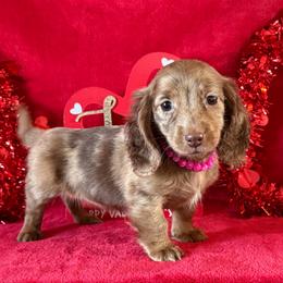 Trinity - Chocolate female Dachshund puppy in Lincoln, Arkansas from Red Dirt Dachshunds