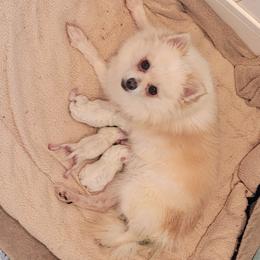 Cloe - Pomeranian