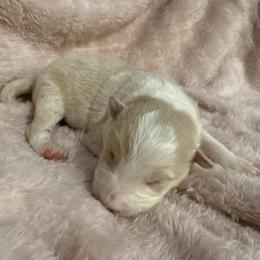 Athena - White and gold female Border Collie puppy in Mckinney, Texas from Border Collies of Ruidoso