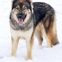 Sarge - Gerberian Shepsky
