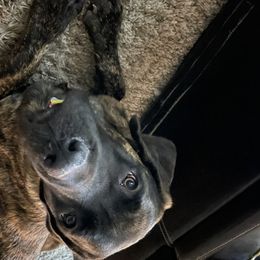 Amari - Mastiff
