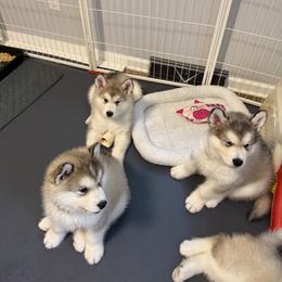 Alaskan Malamute Puppies from Alpenglow Alaskan Malamutes