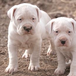 Dogo Argentino puppies from Storm Dogos & Country Corgis