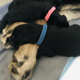Tibetan Mastiff Puppies from Wanderlust Tibetan Mastiffs