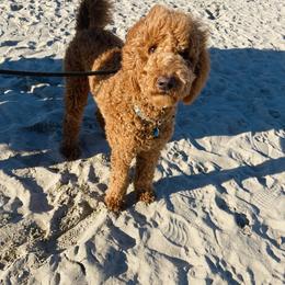 Bernedoodle and Goldendoodle Puppies from Dose of Doodles