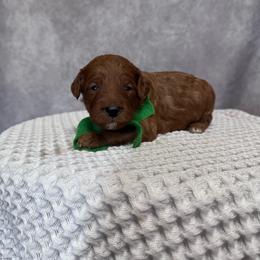 Boy 5 Pick- Med. Goldendoodle - Red  male Goldendoodle puppy in Piedmont, South Carolina from The Farm at Saluda Ridge