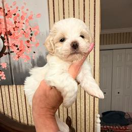 Stella - Gold and white female Shihpoo puppy in Whitehall 18052, Pennsylvania from Lilli’s Shih tzus and Shih poos