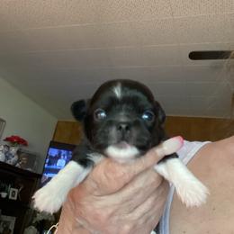 Sawyer - Black and white male Chihuahua puppy in Red Bluff, California from Aye Chihuahua