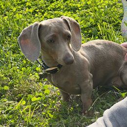 Xena - Dachshund