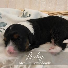 Lucky - Tri-color male Bernedoodle puppy in Huntsville, Alabama from Falcon Ridge Doodles