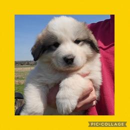 Fiona- yellow collar - White and badger female Great Pyrenees puppy in Mikado, Michigan from Brittain Family Farm
