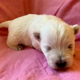 Sprout (Lime) - White female West Highland White Terrier puppy in Jefferson, North Carolina from McGuire’s High Country Terriers
