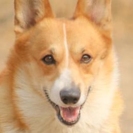 American Corgis and Pembroke Welsh Corgis from Wildfire Ranch