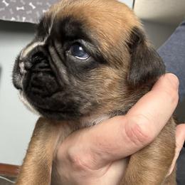 Gregory - Fawn male Boxer puppy in Medical Lake, Washington from Box and Bully Estates: Boxers and Old English Bulldogs