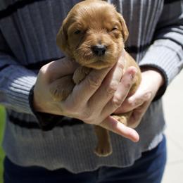 Yellow - Apricot female Goldendoodle puppy in Medina, Ohio from Farmer Doodles