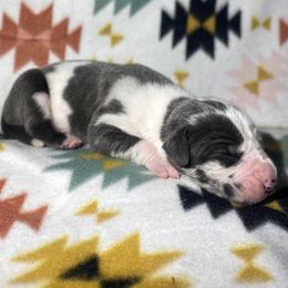 Raleigh - Harlequin female Great Dane puppy in Scottsburg, Virginia from Virginia Great Danes