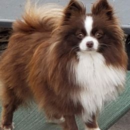 Bella - Pomeranian