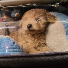 Aussiedoodle, Poodle, and Toy Australian Shepherd Puppies from Heartland Ranch