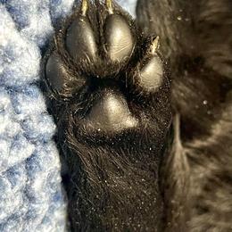 Goldendoodle and Poodle Puppies from SnickerDoodlePups