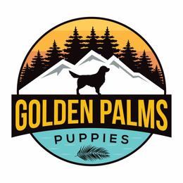 3 - Dark golden female Golden Retriever puppy in Smithfield, Utah from Golden Palms Puppies