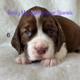 6 - Liver white and tan male English Springer Spaniel puppy in Cheyenne, Wyoming from Rocky Mountain Springer Spaniels