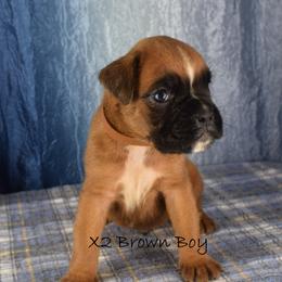 Brown Collar Boy - Fawn male Boxer puppy in Clinton, Iowa from Cadogans Boxers