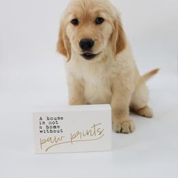 Golden Retriever Puppies from Golden Meadows of Utah