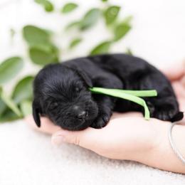 Green collar - Black male Goldendoodle puppy in Spokane, Washington from Doodle Love