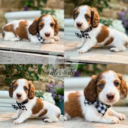 Dachshund, Goldendoodle, and Sheepadoodle Puppies from Doodles & Doxies