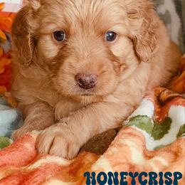 Honeycrisp - Apricot male Goldendoodle puppy in Beecher, Illinois from Erica’s Doodles