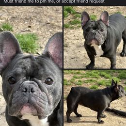 Sweet pea - Blue female French Bulldog puppy in Eunice, Louisiana from 4J's Cajun Kennels