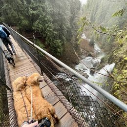 Golden Retrievers from Corduroy Golden Retrievers
