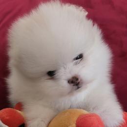 Kirby - White male Pomeranian puppy in Cornville, Arizona from Glacial Pomeranians