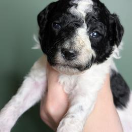 Roy - Parti male Poodle puppy in Salem Township, Maine from Moirae Poodles
