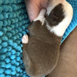 Miniature Australian Shepherd Puppies from Copper Line Aussies
