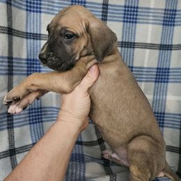Cumin - Fawn male Great Dane puppy in Biscoe, North Carolina from Clouser's Bodacious Danes