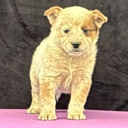L66-05 - Red mottled male Australian Cattle Dog puppy in Sheridan, Oregon from 6pk Cattledogs